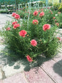 Portulaca hanging plant with bright, colorful flowers trailing from a basket – perfect for balconies and sunny spots.

