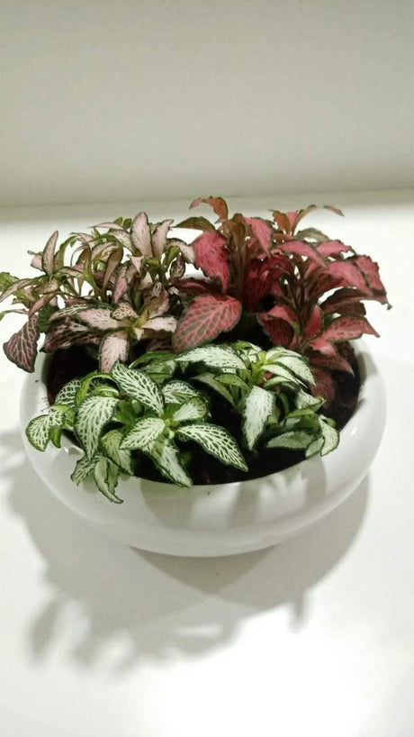 Fittonia Decorative Arrangement - Fittonia Decorative Arrangement - Plantsworld.ae
