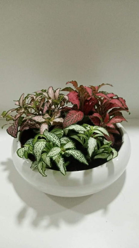 Fittonia Decorative Arrangement - Fittonia Decorative Arrangement - Plantsworld.ae