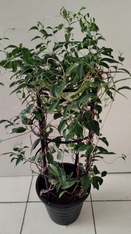 Golden Thryallis - Galphimia Speciosa - Plantsworld.ae