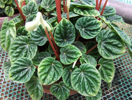 Peperomia Ripple – Compact Indoor Decorative Plant - Plantsworld.ae