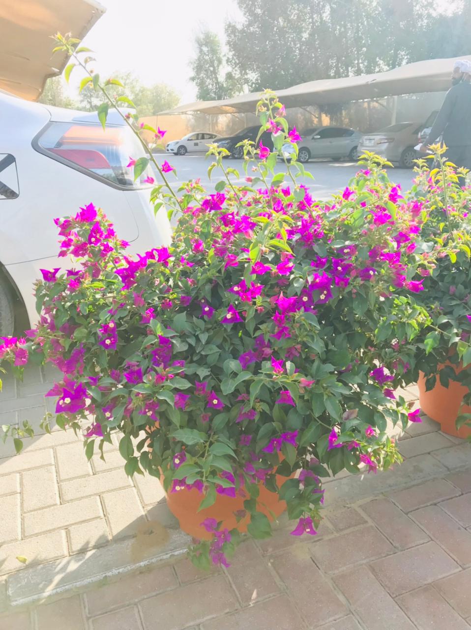 Bougainvillea Bushy - Paper Flower - Plantsworld.ae