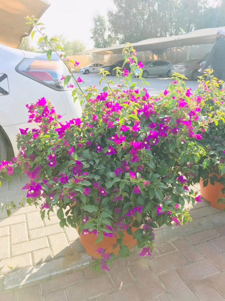 Bougainvillea Bushy - Paper Flower - Plantsworld.ae