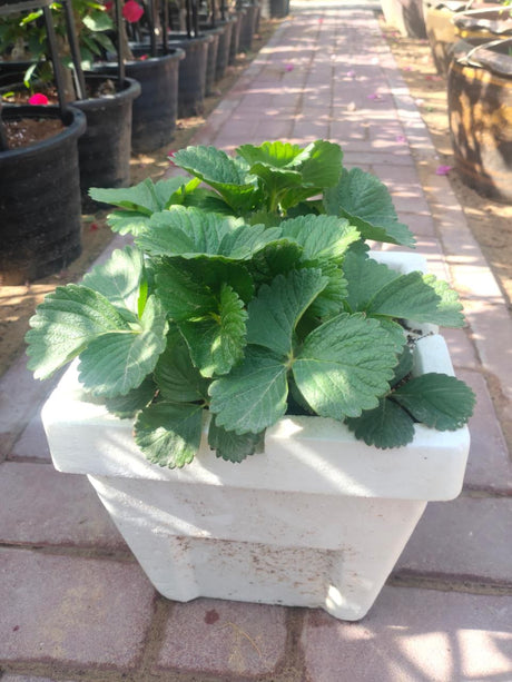 Strawberry - Fragaria - Ananassa - Plantsworld.ae