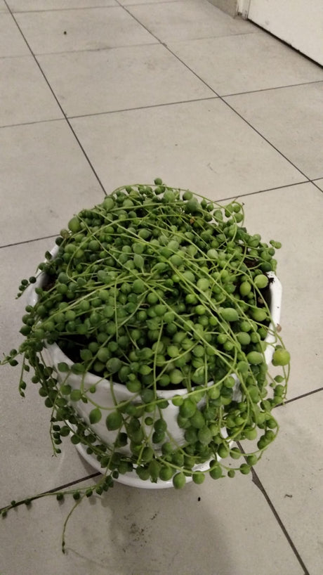 String Of Pearls - Succulent Plant - Plantsworld.ae