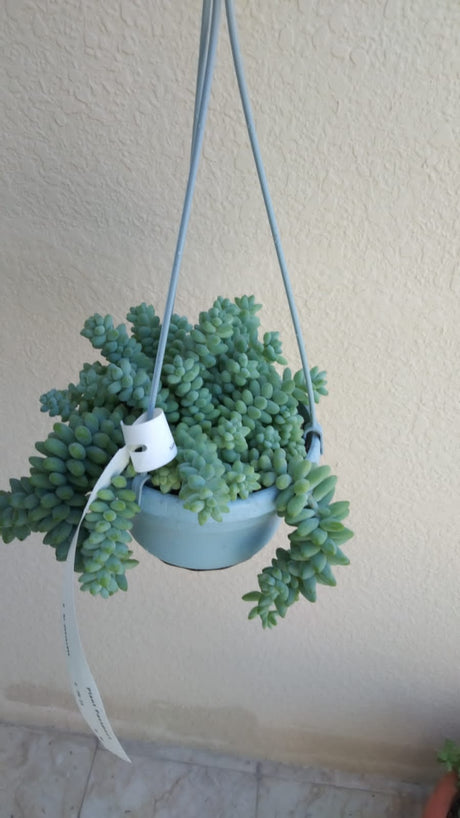 Burro's Tail - Sedum Morganianum - Plantsworld.ae