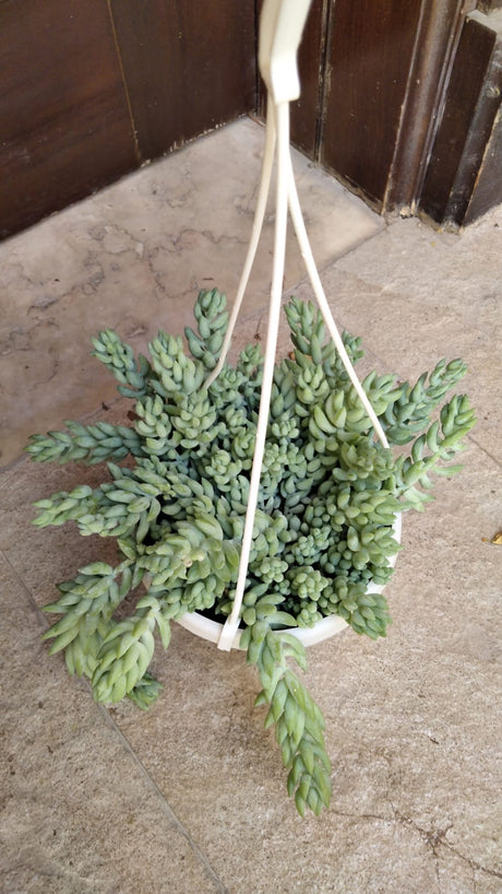 Burro's Tail - Sedum Morganianum - Plantsworld.ae