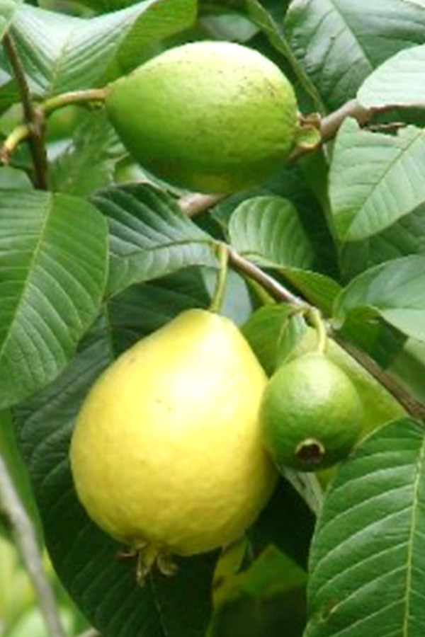 Guava Tree - Psidium Guajava - Plantsworld.ae