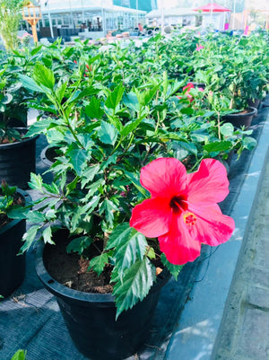 Hibiscus - Malvaceae - Plantsworld.ae