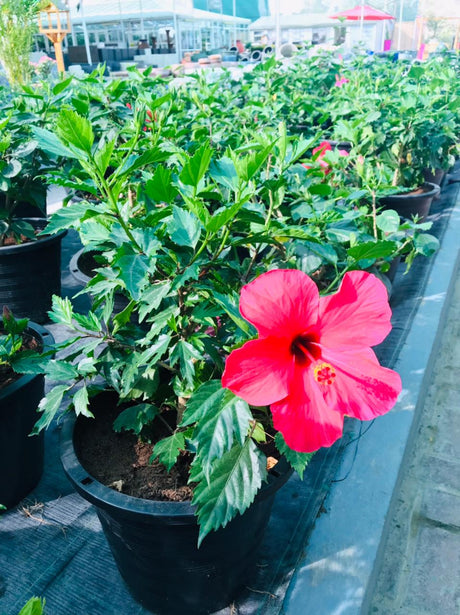 Hibiscus - Malvaceae - Plantsworld.ae
