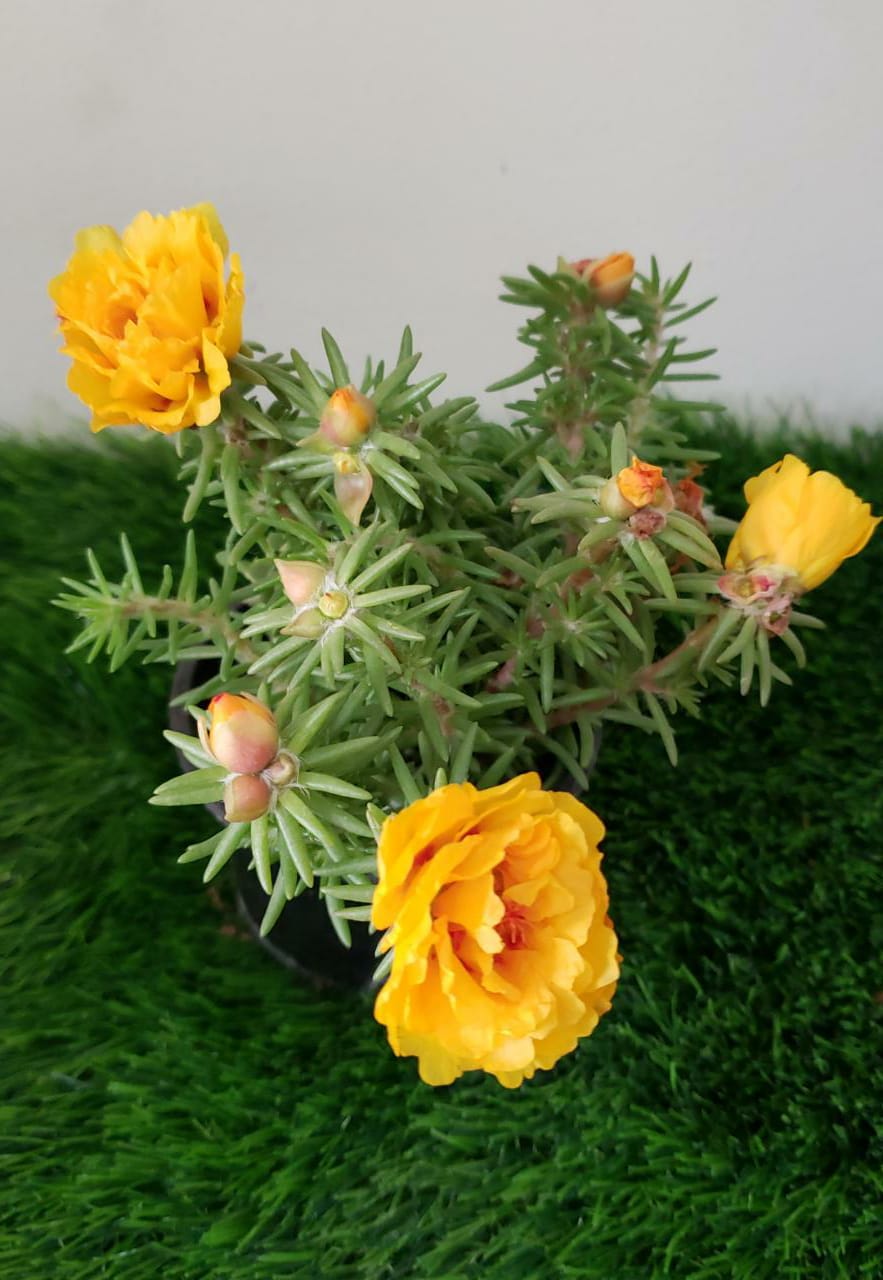 Moss Rose - Portulaca Grandiflora - Plantsworld.ae