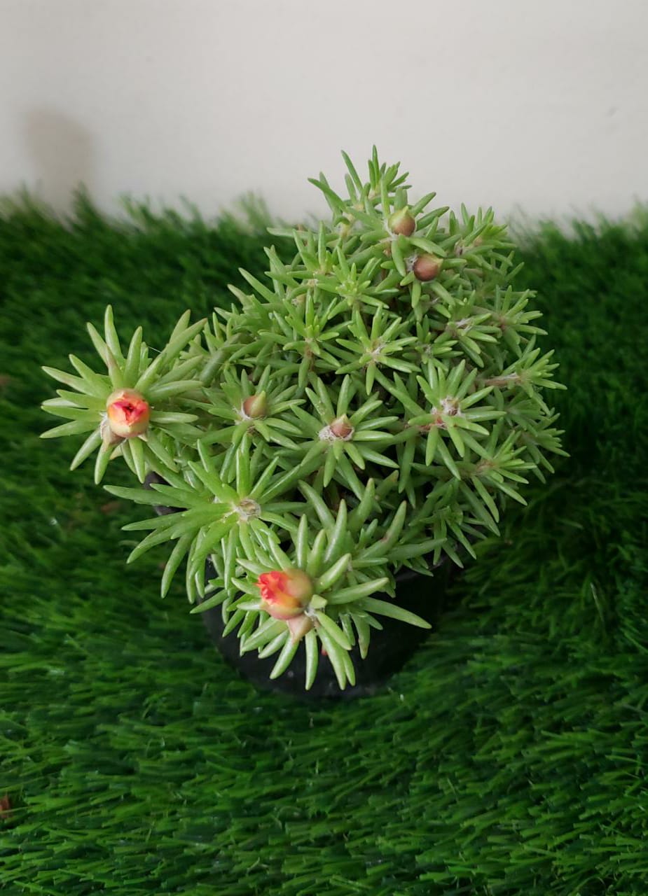 Moss Rose - Portulaca Grandiflora - Plantsworld.ae