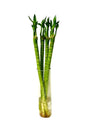 Tiger Bamboo in Glass Vase – Dracaena Sanderiana for Indoor Decor and Good Luck