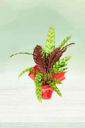 Green gifting idea featuring Calathea Lancifolia plant
