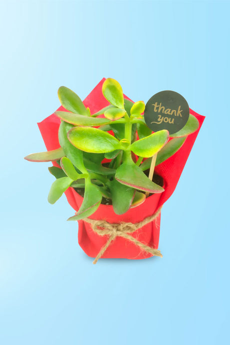 Decorative wrapped succulent plant with vibrant red packaging
