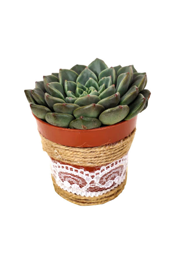 
Beautiful Echeveria OVR plant with jute thread and white lace pot design
