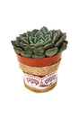 
Beautiful Echeveria OVR plant with jute thread and white lace pot design
