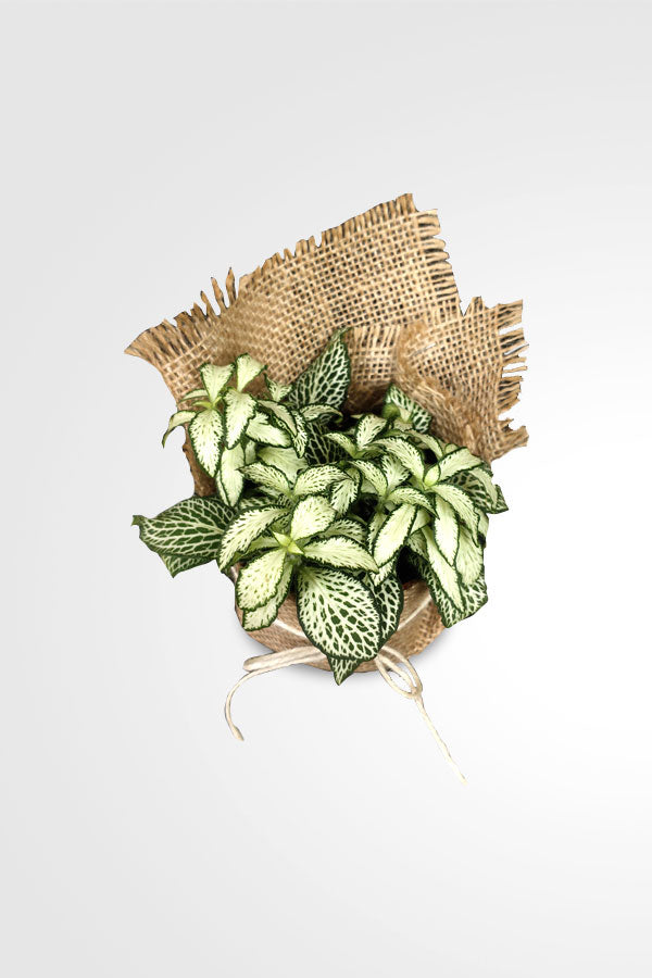Fittonia-The Nerve  With Wrap - Celebrate Her with Green Gifts - Plantsworld.ae