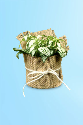 Beautiful nerve plant arrangement for Women’s Day celebrations