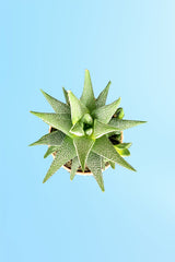 Elegant Haworthia succulent in modern designer container