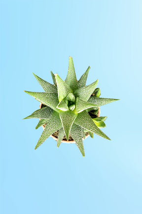 Elegant Haworthia succulent in modern designer container