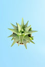 Elegant Haworthia succulent in modern designer container