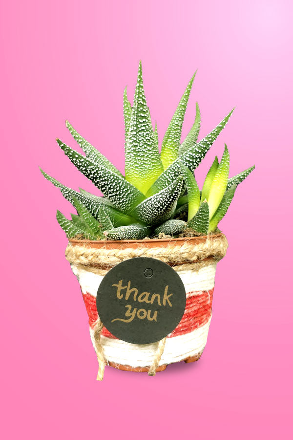 Dwarf Aloe Vera - Haworthia With Designing Pot - Plantsworld.ae