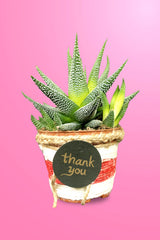 Dwarf Aloe Vera - Haworthia With Designing Pot - Plantsworld.ae