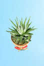 Women’s Day and Mother’s Day Haworthia succulent with designer pot

