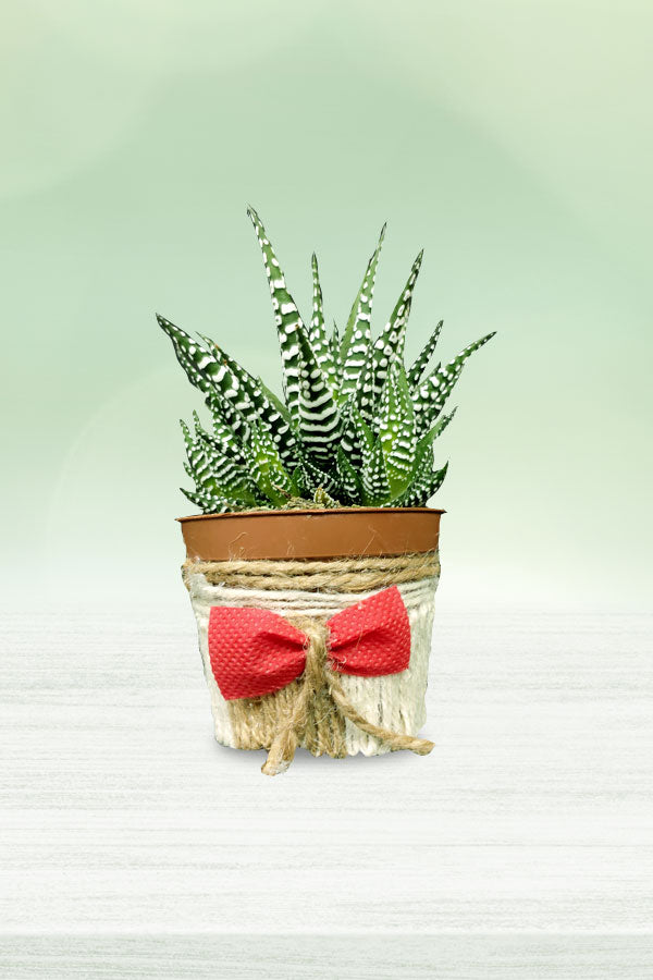 Haworthia Wide Zebra with Designing Pot - Plantsworld.ae