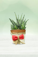 Haworthia Wide Zebra with Designing Pot - Plantsworld.ae