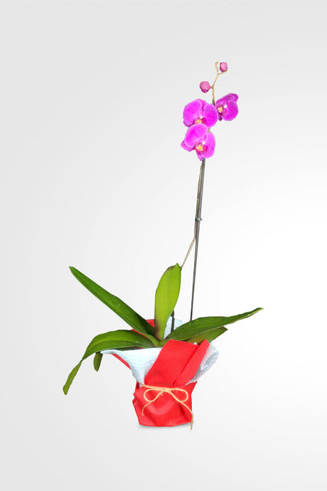 Sophisticated orchid gift arrangement for women and mothers