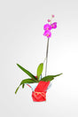Sophisticated orchid gift arrangement for women and mothers