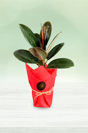 Elegant Ficus elastica rubber plant gift with jute bow wrapping