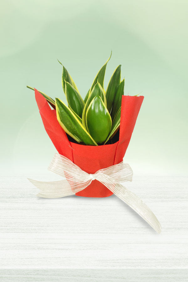 Fresh mini snake plant with vibrant green foliage
