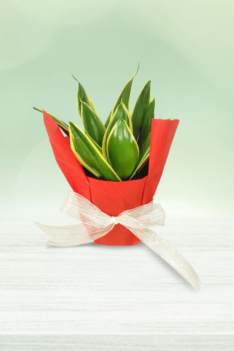 Fresh mini snake plant with vibrant green foliage