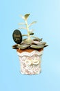 Violet Echeveria With Designing pot - A Thoughtful Gift for Every Woman - Plantsworld.ae