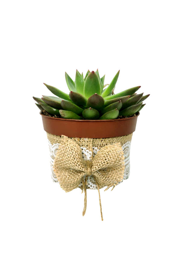 Modern succulent arrangement with jute and lace pot styling
