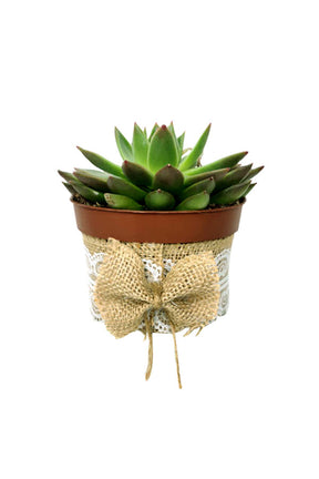 Modern succulent arrangement with jute and lace pot styling
