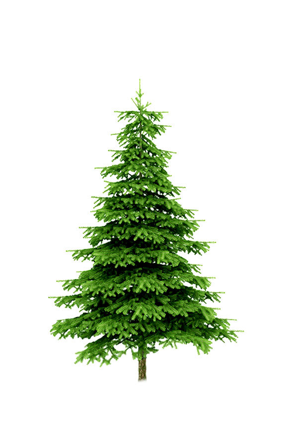 Nordmann Fir - Abies Nordmanniana - Plantsworld.ae