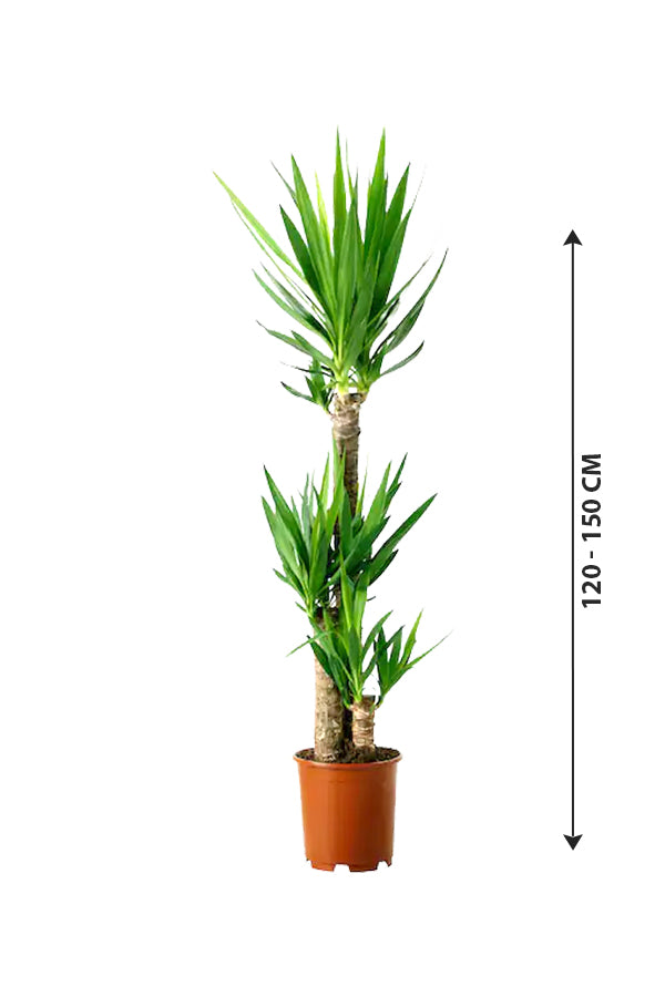 Yucca - Air Purifying Indoor Plant - Plantsworld.ae