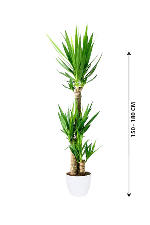 Yucca - Air Purifying Indoor Plant - Plantsworld.ae