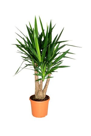 Yucca Branched - Air Purifying Indoor Plant - Plantsworld.ae