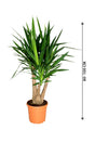 Yucca Branched - Air Purifying Indoor Plant - Plantsworld.ae