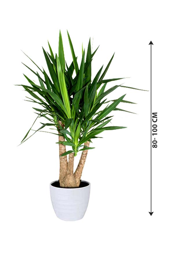 Yucca Branched - Air Purifying Indoor Plant - Plantsworld.ae