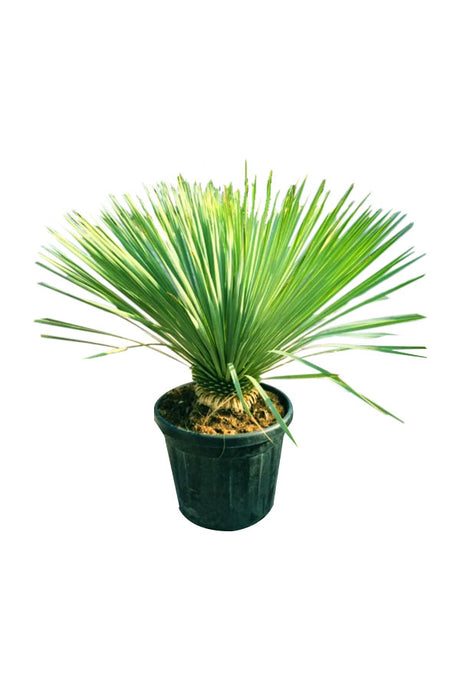 Yucca Rostrata -(Beaked Yucca) - Plantsworld.ae