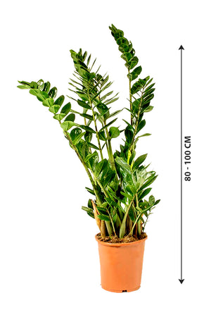 ZZ Plant - Zamioculcas Zamiifolia - Plantsworld.ae