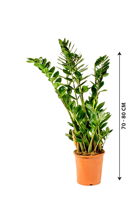 ZZ Plant - Zamioculcas Zamiifolia - Plantsworld.ae