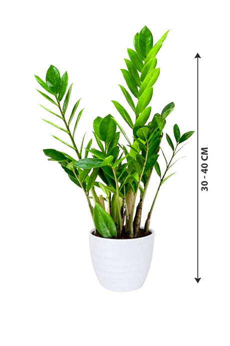ZZ Plant - Zamioculcas Zamiifolia - Plantsworld.ae