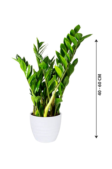 ZZ Plant - Zamioculcas Zamiifolia - Plantsworld.ae